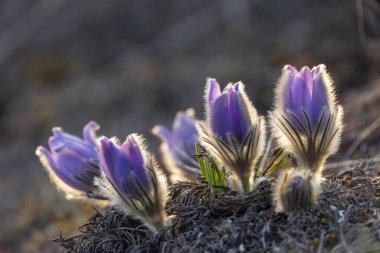 Pasque Çiçeği, Ulusal Park Podyji, Güney Moravya, Çek Cumhuriyeti