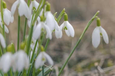 Kar Damlaları, Podyji, Güney Moravya, Çek Cumhuriyeti