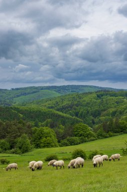 Beyaz koyunlu bahar manzarası Beyaz Karpatlar, Çek Cumhuriyeti
