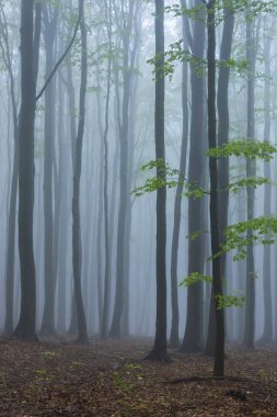 Beyaz Karpatlar 'daki Bahar Kayın Ormanı, Güney Moravya, Çek Cumhuriyeti