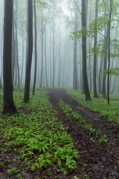Spring Beech Forest White Carpathians Southern Moravia Czech Republic — Stock Photo, Image
