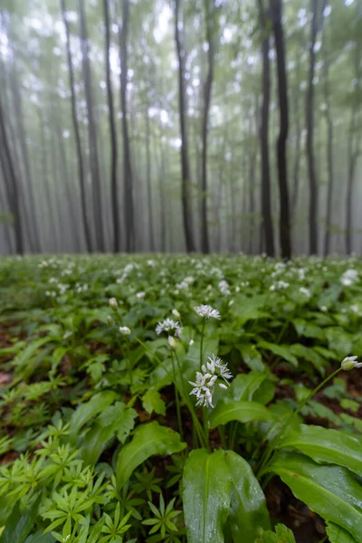 Spring Beech Forest White Carpathians Southern Moravia Czech Republic — Stock Photo, Image