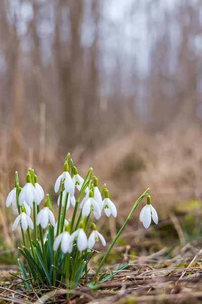 Snowdrops Podyji Moravie Sud République Tchèque — Photo