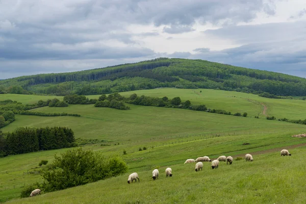 Beyaz koyunlu bahar manzarası Beyaz Karpatlar, Çek Cumhuriyeti