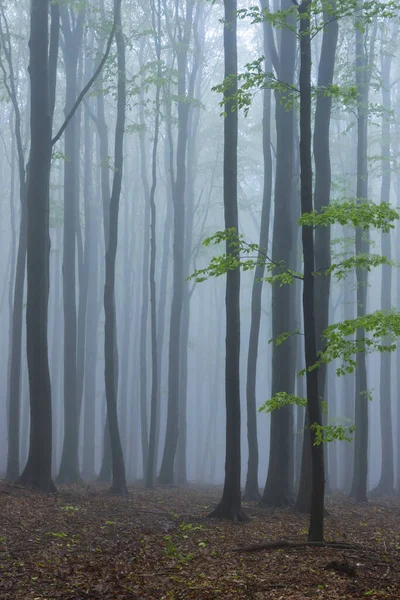 Beyaz Karpatlar 'daki Bahar Kayın Ormanı, Güney Moravya, Çek Cumhuriyeti