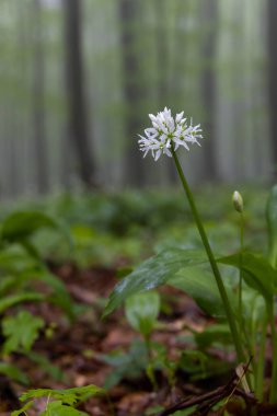Beyaz Karpatlar, Güney Moravya, Çek Cumhuriyeti 'nde ayılar sarımsak, bahar kayın ormanları