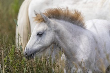 Beyaz vahşi atlar, Parc Naturel Bölgesel de Camargue, Provence, Fransa
