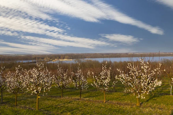Blossoming Apricot Orchard Slup Southern Moravia Czech Republic — Φωτογραφία Αρχείου