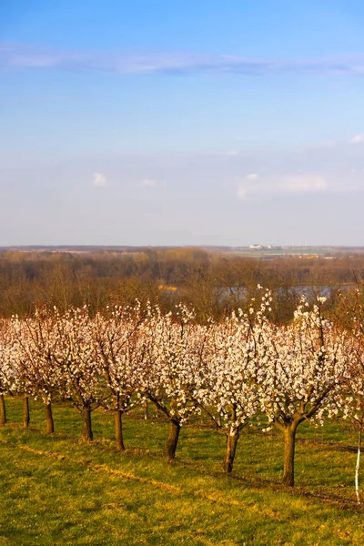 Blossoming Apricot Orchard Slup Southern Moravia Czech Republic — Photo