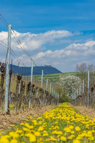 Spring Vineyards Palava Milovice Southern Moravia Czech Republic — Zdjęcie stockowe