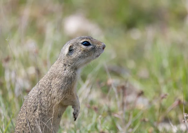 Jordekorren Koloni Nationella Naturminnesmärken Radouc Mlada Boleslav Tjeckien — Stockfoto