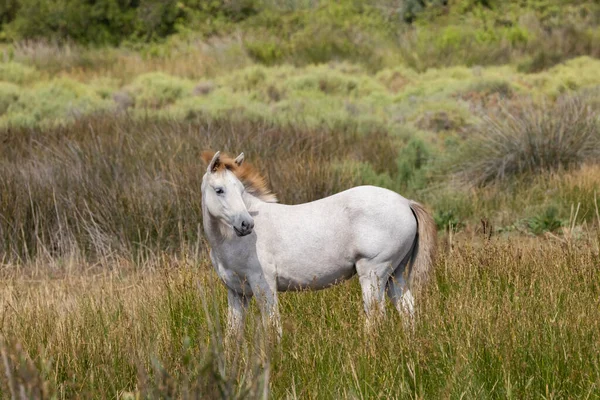 Cavalos Selvagens Brancos Parc Naturel Regional Camargue Provence França — Fotografia de Stock