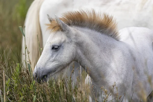 Białe Dzikie Konie Parc Naturel Regional Camargue Prowansja Francja — Zdjęcie stockowe
