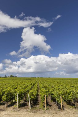 Saint-Estephe, Bordeaux, Aquitaine, Fransa yakınlarındaki tipik üzüm bağları