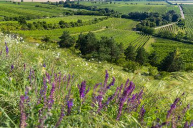 Velke Bilovice yakınlarındaki üzüm bağı, Güney Moravya, Çek Cumhuriyeti