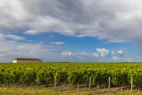 Viñedos Típicos Cerca Saint Julien Beychevelle Burdeos Aquitania Francia —  Fotos de Stock