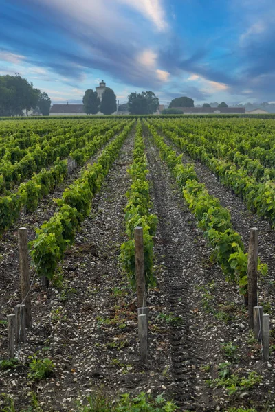 Typische Wijngaarden Bij Chateau Lagrange Bordeaux Aquitaine Frankrijk — Stockfoto