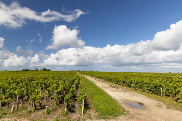 Typische Wijngaarden Buurt Van Saint Estephe Bordeaux Aquitaine Frankrijk — Stockfoto
