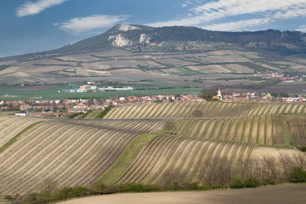 Wijngaarden Onder Palava Bij Bavory Zuid Moravië Tsjechië — Stockfoto