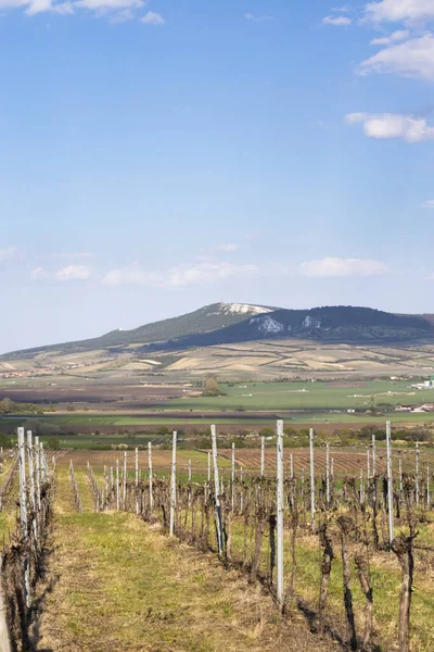 Vignobles Sous Palava Près Bavory Moravie Sud République Tchèque — Photo