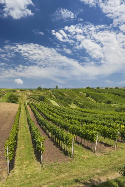 Paisagem Com Vinhas Eslovaco Morávia Sul República Checa — Fotografia de Stock