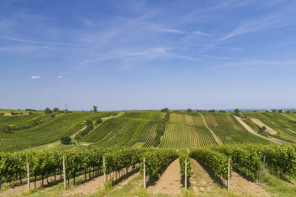 Paysage Avec Vignobles Slovaquie Moravie Sud République Tchèque — Photo