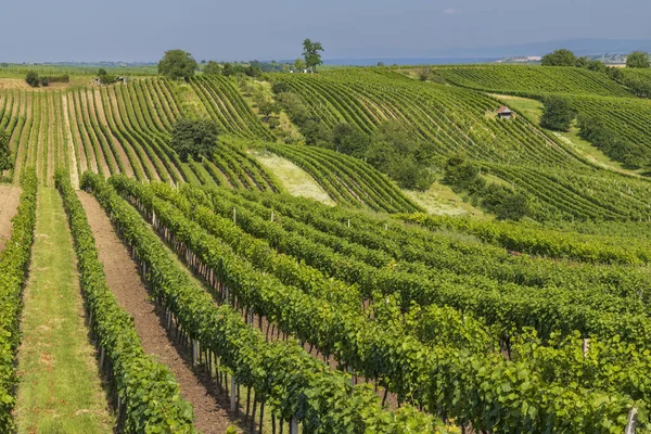 Landscape Vineyards Slovacko Southern Moravia Czech Republic — Stock Photo, Image