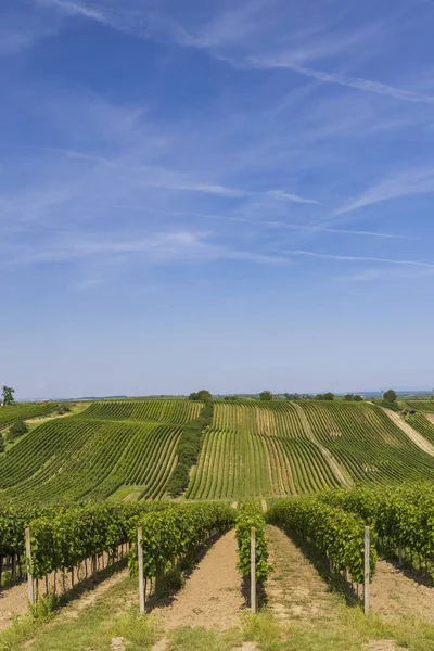 Пейзаж Виноградниками Словацко Южная Моравия Чехия — стоковое фото