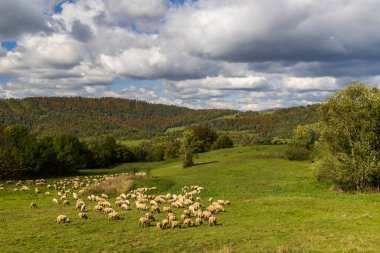 Terchova yakınlarındaki koyun sürüsü, Mala Fatra, Slovakya