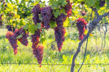 Güney Moravya 'da olgunlaşan üzümler, Çek Cumhuriyeti