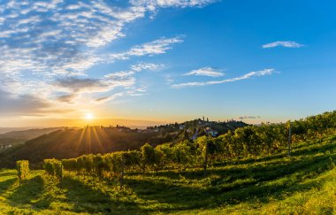 Avusturya 'nın en yüksek üzüm bağları Kitzeck im Sausal, Styria, Avusturya