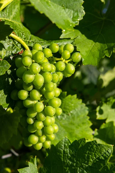 Detalhe Uvas Videira Tempo Antes Bloquear — Fotografia de Stock