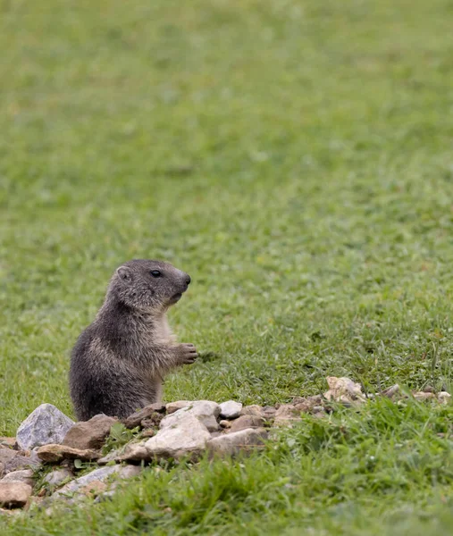 Marmot Nära Tignes Tarentaise Valley Departementet Savoie Regionen Auvergne Rhone — Stockfoto