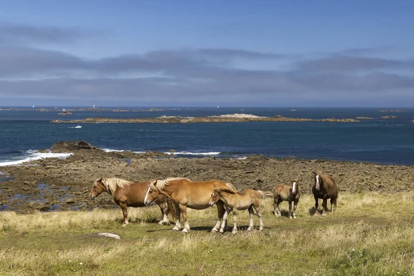 Caballo Campo Cerca Tremazan Bretaña Francia — Foto de Stock