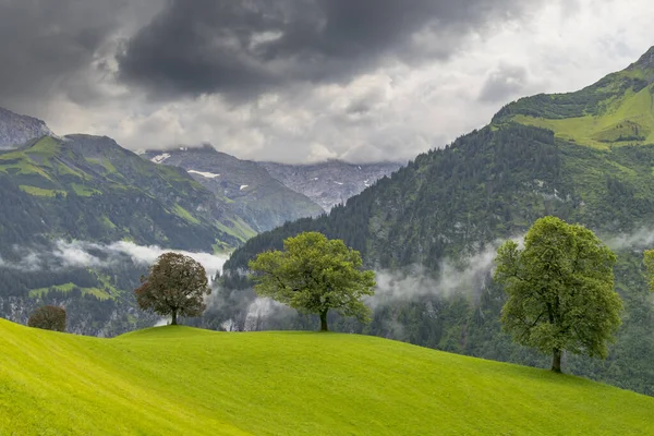 Árvores Solitárias Campo Alpes Suíços — Fotografia de Stock