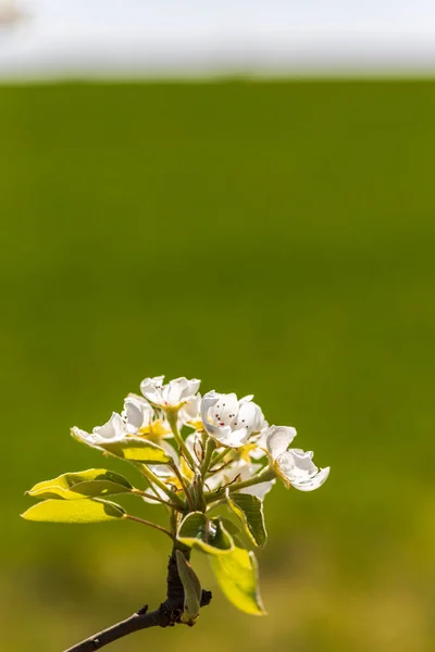 Flowers Buds Fruit Trees Spring — Stock Photo, Image