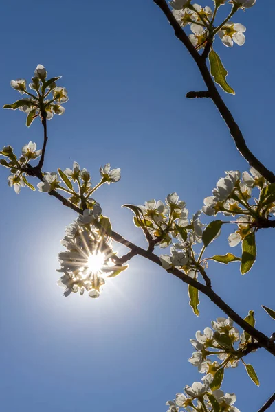 Blommor Och Knoppar Fruktträd Våren — Stockfoto