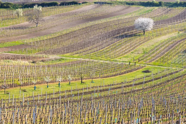 Vinha Primavera Perto Cejkovice Morávia Sul República Checa — Fotografia de Stock