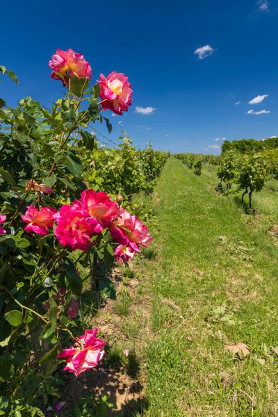 Rosas Viñedo Polesovice Moravia Del Sur República Checa —  Fotos de Stock