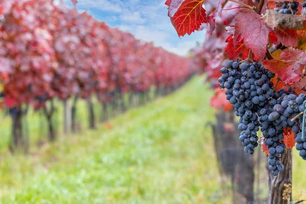 Blauwe Druiven Alibernet Herfstwijngaard Zuid Moravië Tsjechië — Stockfoto