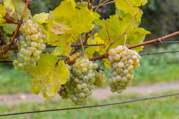 Druiven Riesling Herfst Wijngaard Zuid Moravië Tsjechië — Stockfoto