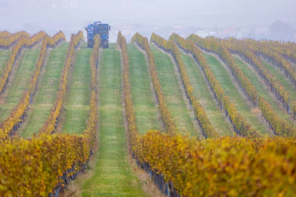 Уборка Винограда Комбайном Южная Моравия Чехия — стоковое фото