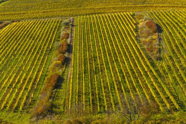 Winnice Palava Morawy Południowe Czechy — Zdjęcie stockowe