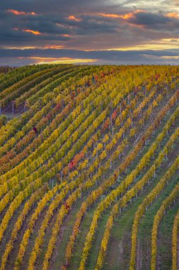 Cejkovice, Güney Moravya, Çek Cumhuriyeti yakınlarındaki sonbahar üzüm bağları