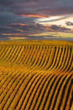 Cejkovice, Güney Moravya, Çek Cumhuriyeti yakınlarındaki sonbahar üzüm bağları