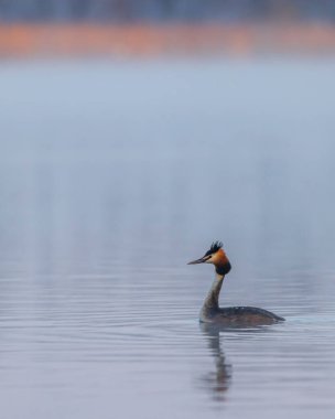 Great Crested Grebe (Podiceps kriteri), Güney Bohemya, Çek Cumhuriyeti