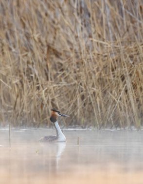 Great Crested Grebe (Podiceps kriteri), Güney Bohemya, Çek Cumhuriyeti