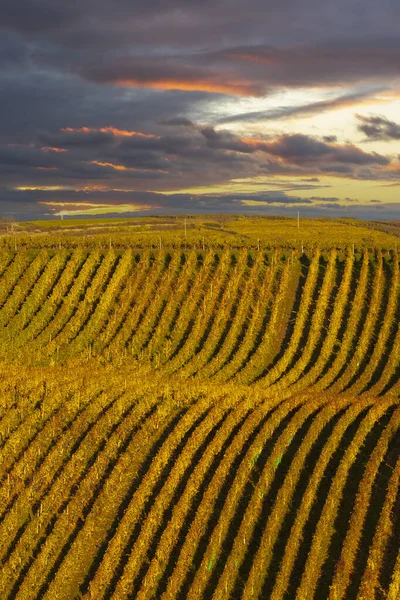 Viña Otoño Cerca Cejkovice Moravia Del Sur República Checa — Foto de Stock