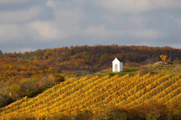 Viña Otoño Cerca Hnanice Región Znojmo Sur Bohemia República Checa — Foto de Stock