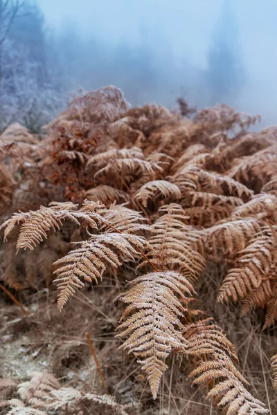 Frostbracken Naturschutzgebiet Broumovske Steny Ostböhmen Tschechien — Stockfoto